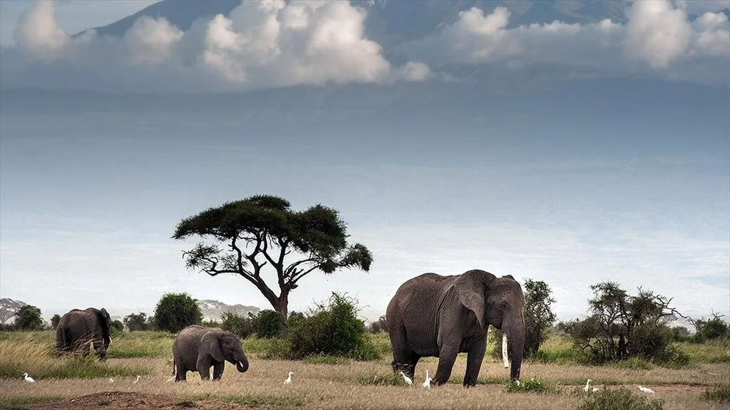 Afrika'da fil avlama yasağının kaldırılması gündemde