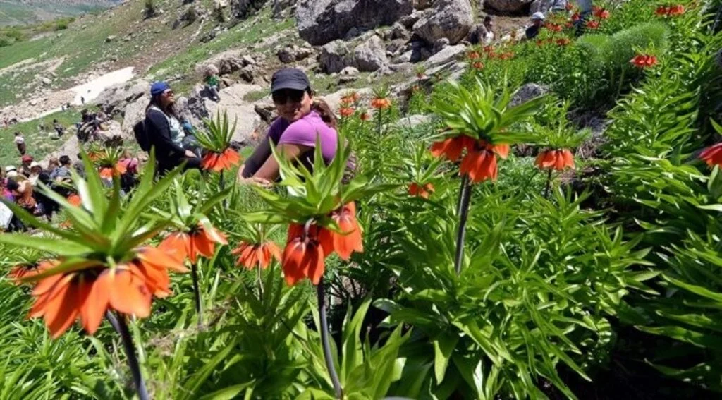Dağların süsü ters laleler görenleri büyülüyor