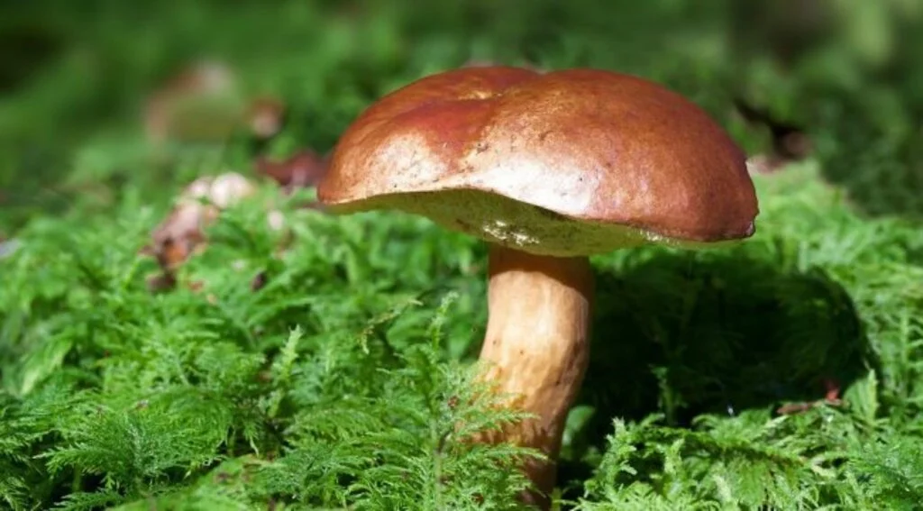 Mantar zehirlenmelerine dikkat