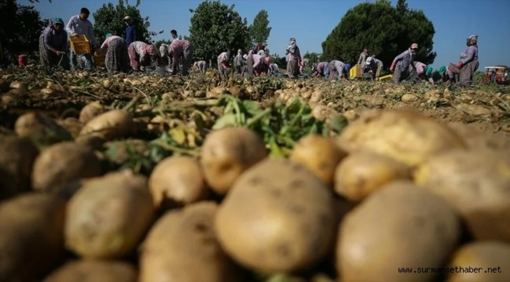 Bakan Pakdemirli: Türkiye patates üretiminde dünyada ilk 10'da