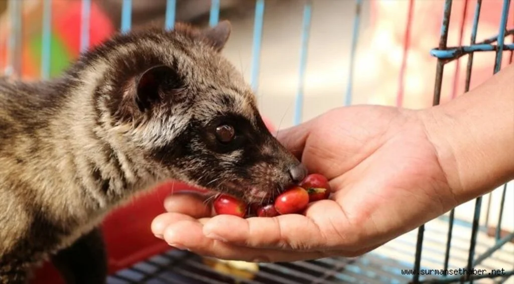 Kedi dışkısından üretilen kahvenin kilosu bin dolara satılıyor