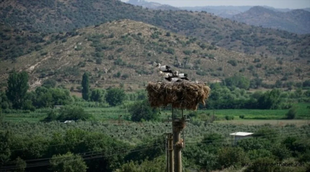 Ege'de leylekler için bin 390 yuva yapıldı