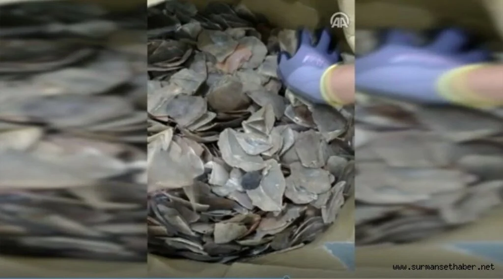 İstanbul Havalimanı'nda 1,2 ton pangolin pulu ele geçirildi
