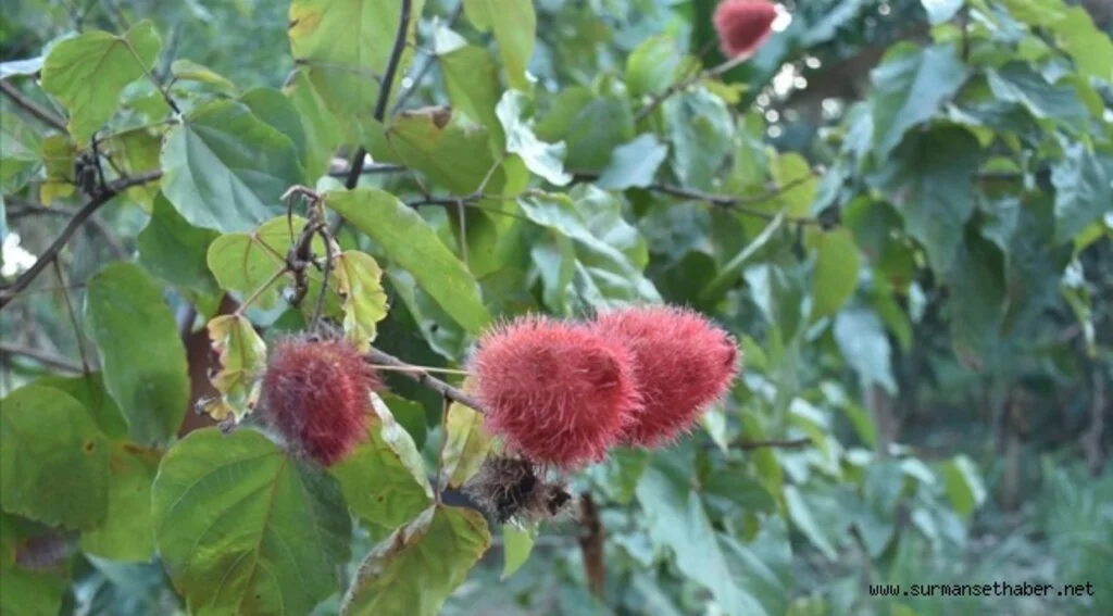 Afrika'nın baharat adasında 'baharat turu'