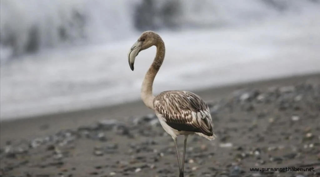Kastamonu'da sahilde görülen flamingo ilgi odağı oldu
