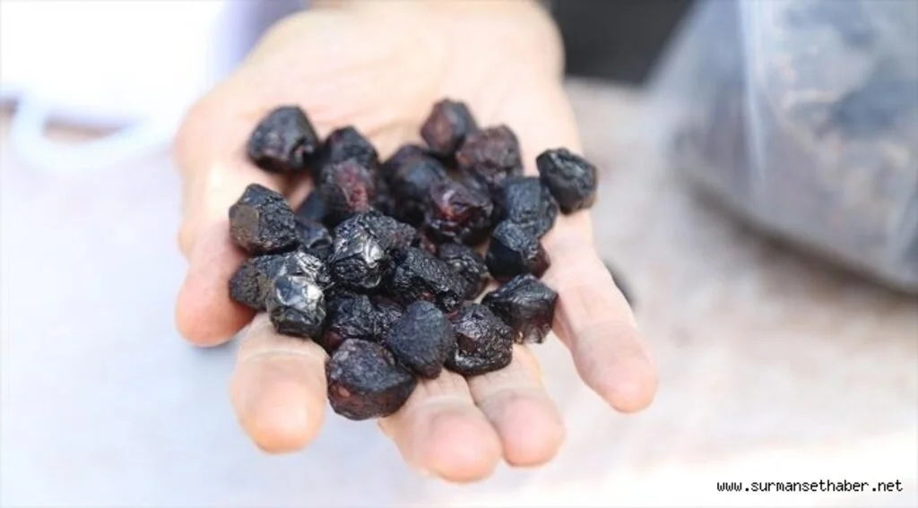 'Hasarlı kirazları' kurutarak ekonomiye kazandırıyorlar