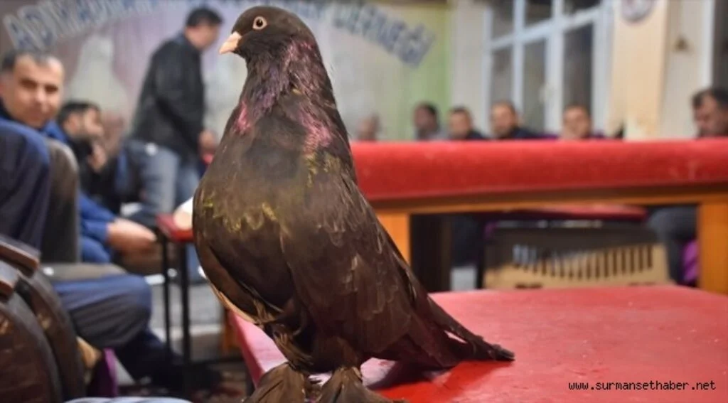 'Şampiyon', hem başarısıyla hem de sevgisiyle can yoldaşı oldu
