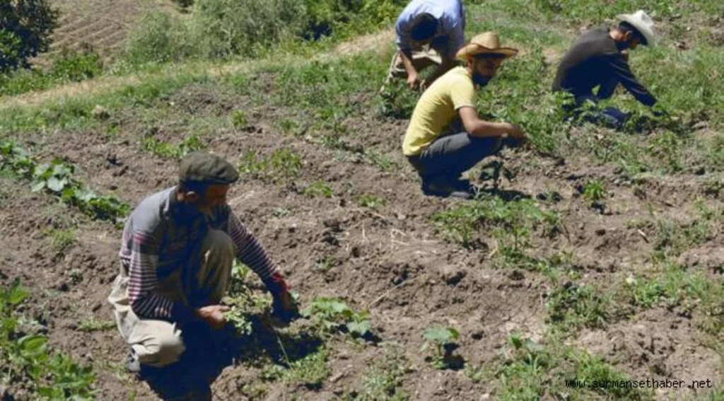 Hakkari'de  25 Yıl Sonra Tarım Yapılıyor