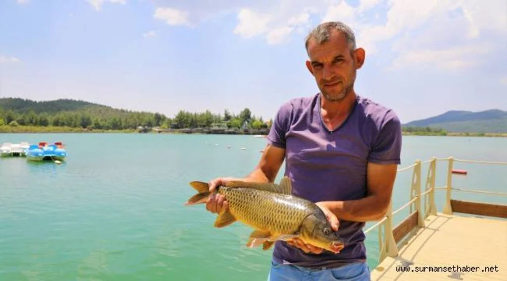 Ula Göleti’ne Bırakılan Sazanların Boyu 50 Santimetreye Ulaştı