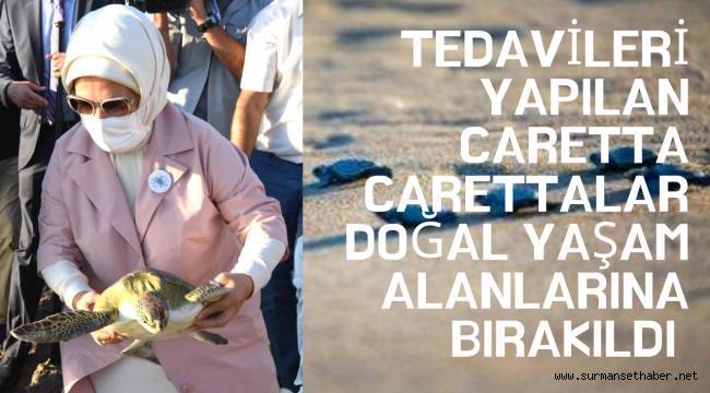Tedavileri yapılan caretta carettalar doğal yaşam alanlarına bırakıldı