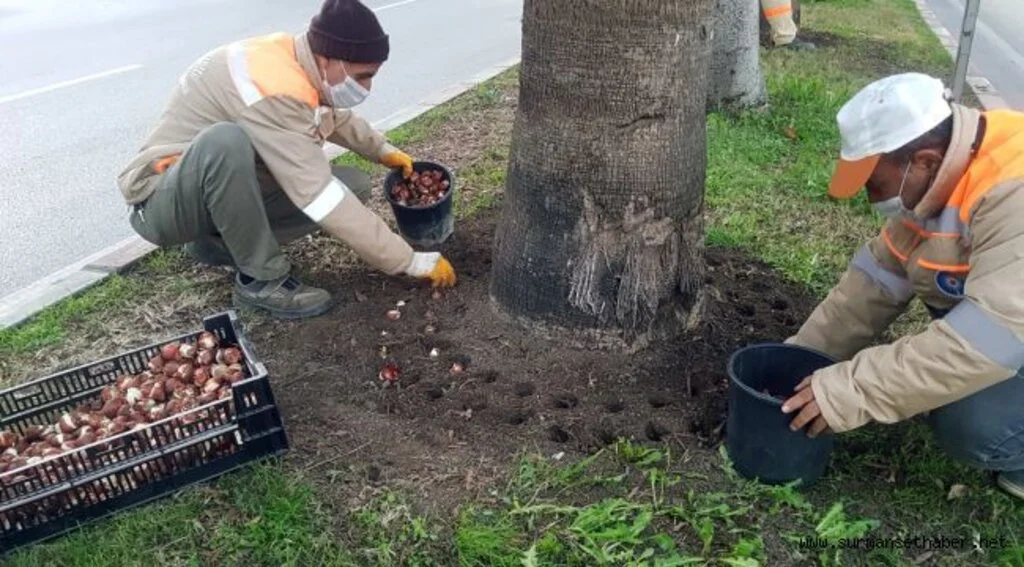 Büyükşehir 161 bin adet lale, sümbül,  çiğdem soğanını toprakla buluşturdu