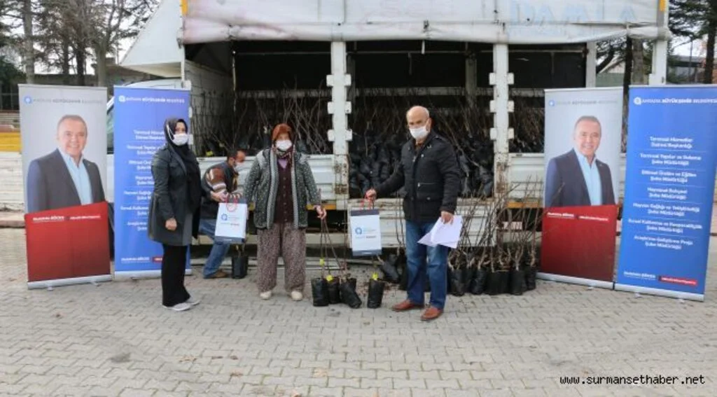 Büyükşehir 4 ilçede çiftçiye  6500 ceviz fidanı dağıttı