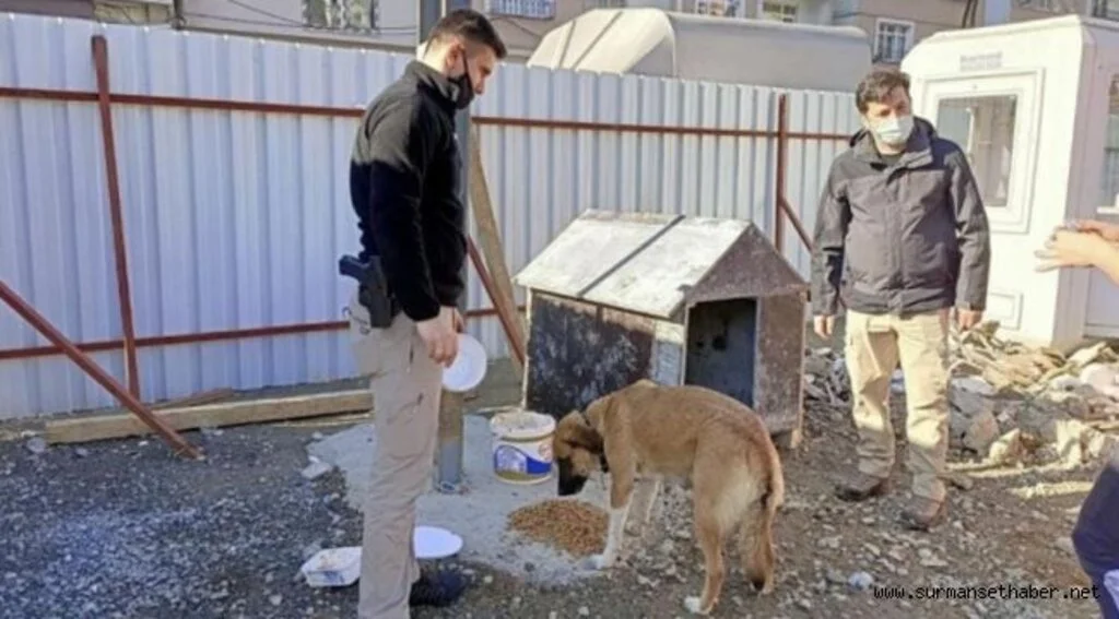 Giresun Polisinden Sokak Hayvanlarına Yem Ve Mama Desteği