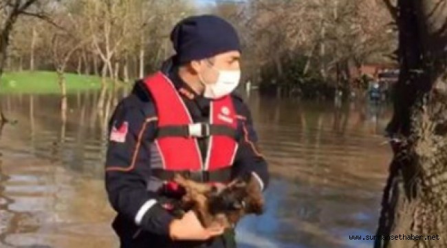 AFAD Ekipleri Selde Mahsur Kalan Yavru Köpekleri Kurtardı