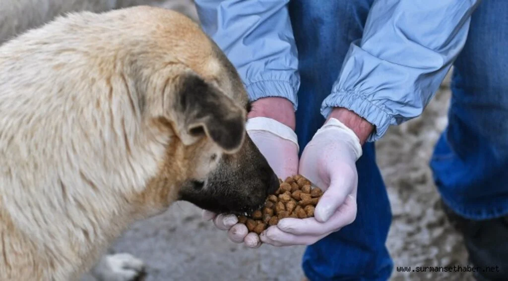 BAŞKENT’TE ORTAK AKIL  SOKAK HAYVANLARI İÇİN DE DEVREDE