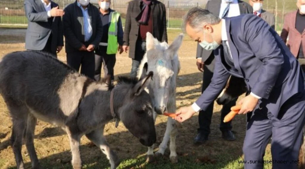 Bursa’nın emekli hayvanlar çiftliği