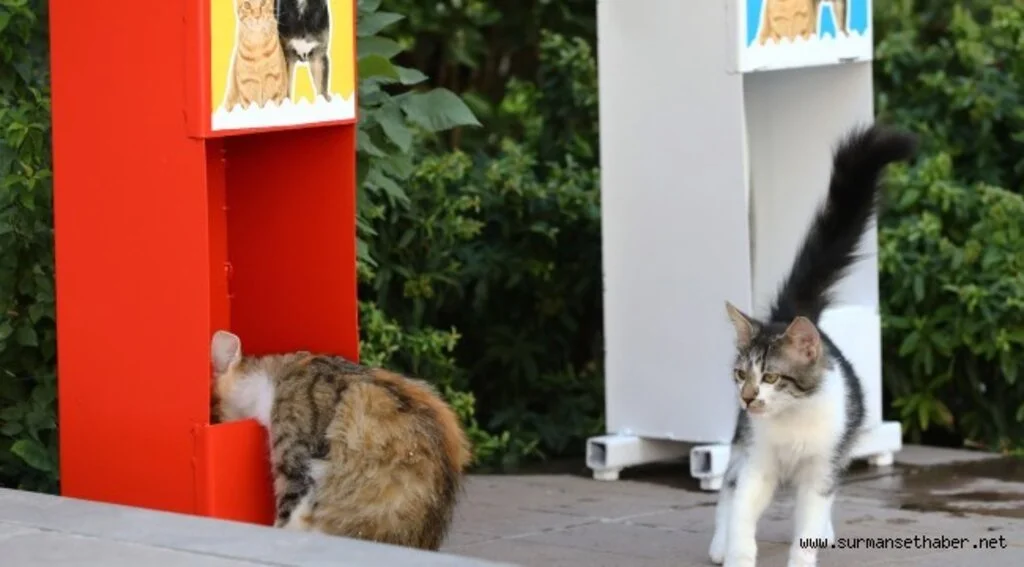 KEÇİÖREN’DE KEDİ VE KÖPEKLER İÇİN MAMA İSTASYONLARI KURULDU