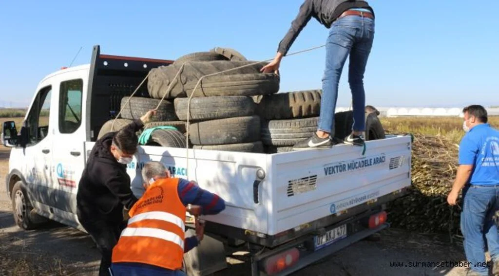 Serik’te sinek yuvası lastikler toplanıyor