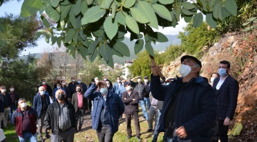Büyükşehirden Alanyalı çiftçilere uygulamalı eğitim