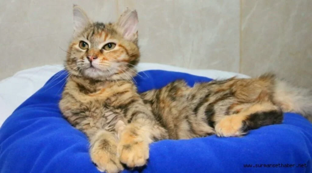 ​KEÇİÖREN’DE MİNİK KEDİLER YENİ SAHİPLERİNİ BEKLİYOR