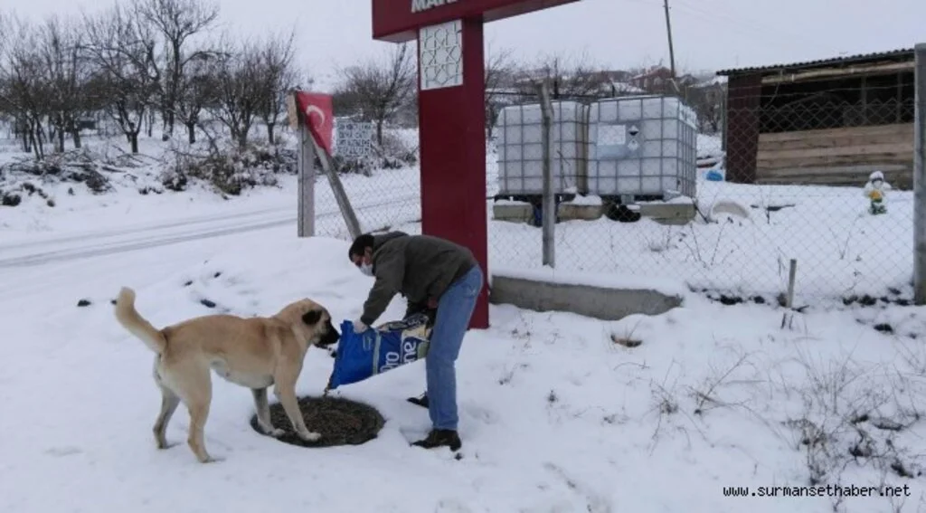 ​KEÇİÖREN’DE SOKAK HAYVANLARINA KIŞ YİYECEĞİ