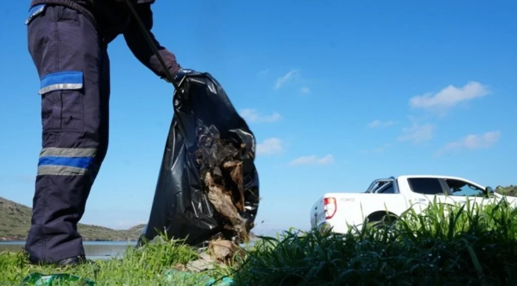KEDİLER BESLENİP SAHİLDE TEMİZLİK ÇALIŞMASI YAPILDI
