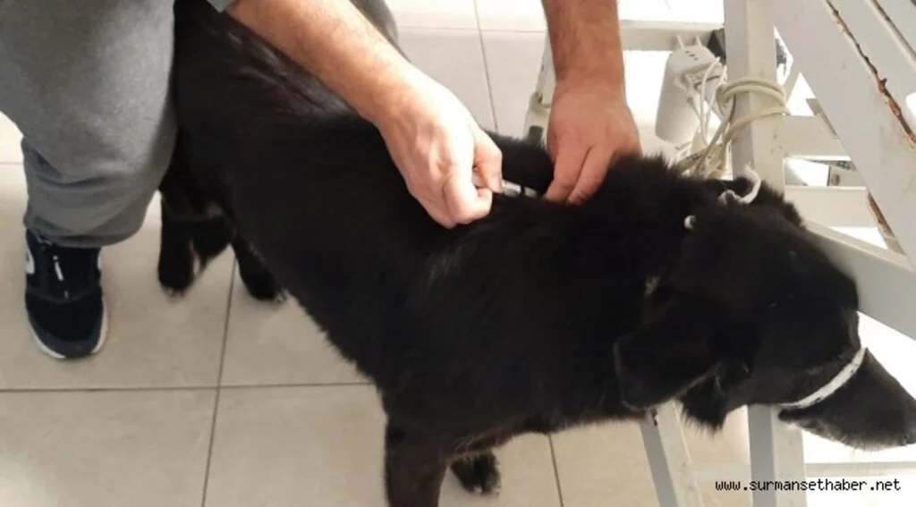 YARALANAN İKİ KÖPEĞE MÜDAHALE EDİLDİ