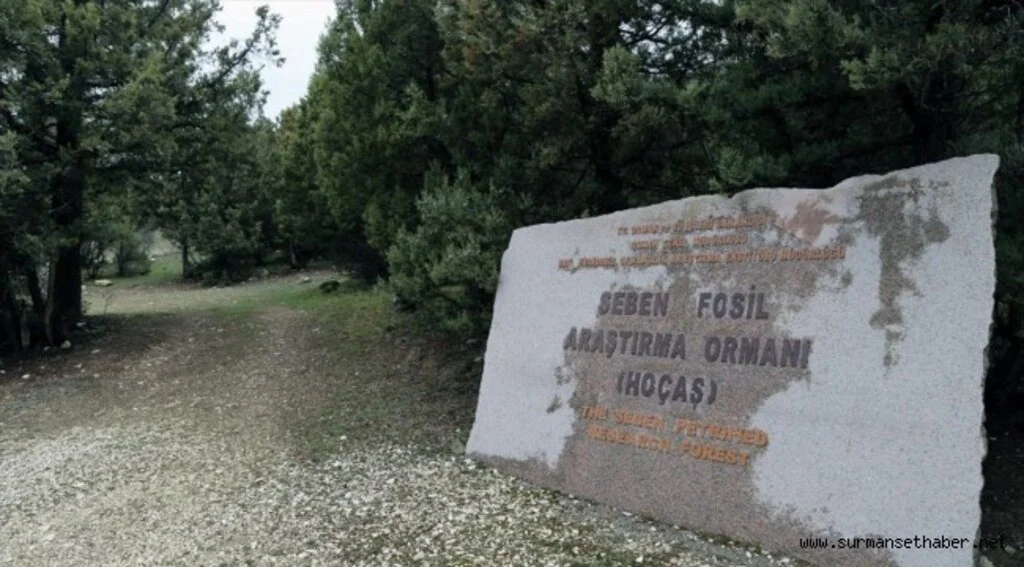 Türkiye'nin ilk 'fosil ormanının' UNESCO Dünya Miras Listesi'ne alınması için çalışma başlatıldı