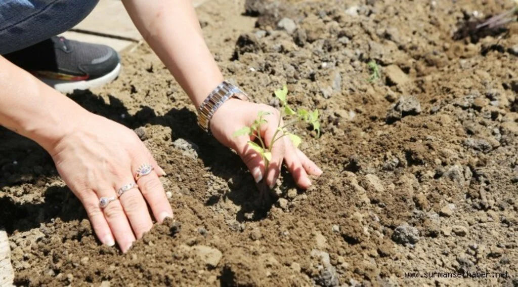 Atakum Belediyesi  AtaTohum Merkezi’nde  yazlık üretim sezonu başladı 