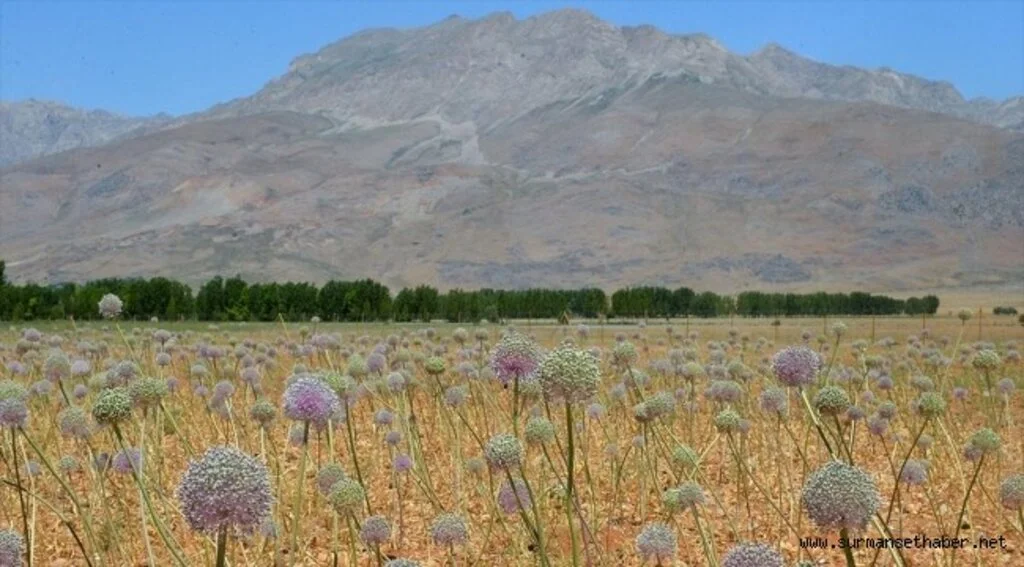 Tunceli'de 2 bin rakımda yetişen 'dağ sarımsağı' kadınların iş kapısı oldu
