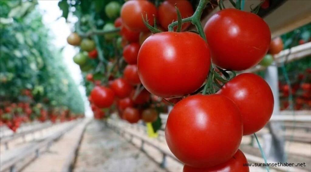 Türkiye'nin domates ihracatı yılın ilk yarısında yüzde 12 arttı