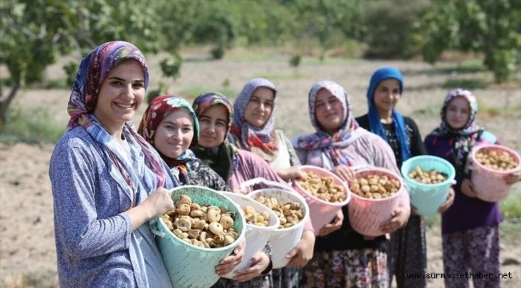İncirinde hasat heyecanı