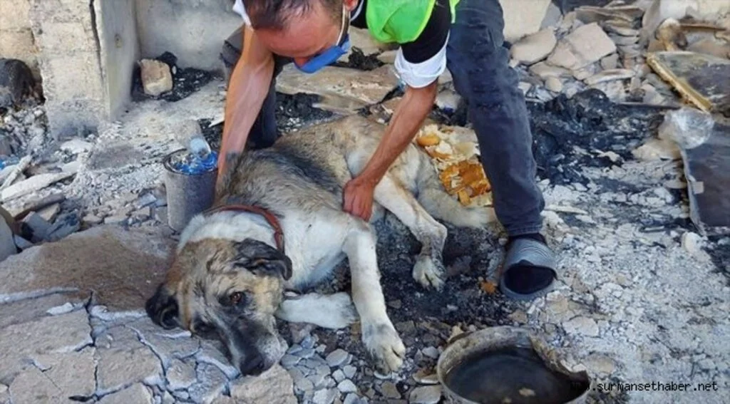 Manavgat'taki orman yangınından yaralı kurtulan 'Şanslı'ya şefkat eli