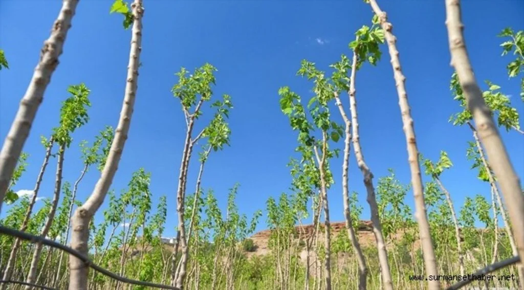 Tunceli'de yetiştirilen fidanlar yanan orman arazilerine yeniden hayat oluyor