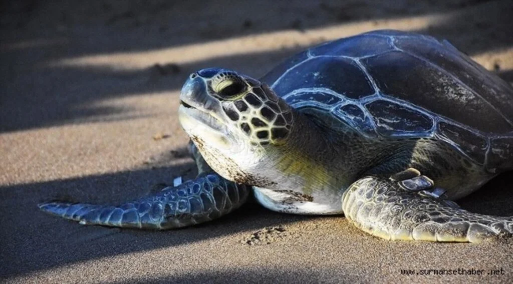 Küresel ısınma yüzünden caretta carettaların güzergahı değişti