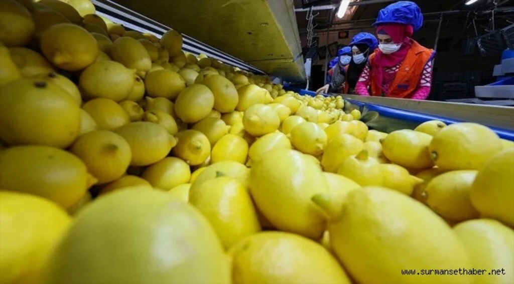 Limon ihracatında hedef 300 milyon dolar 
