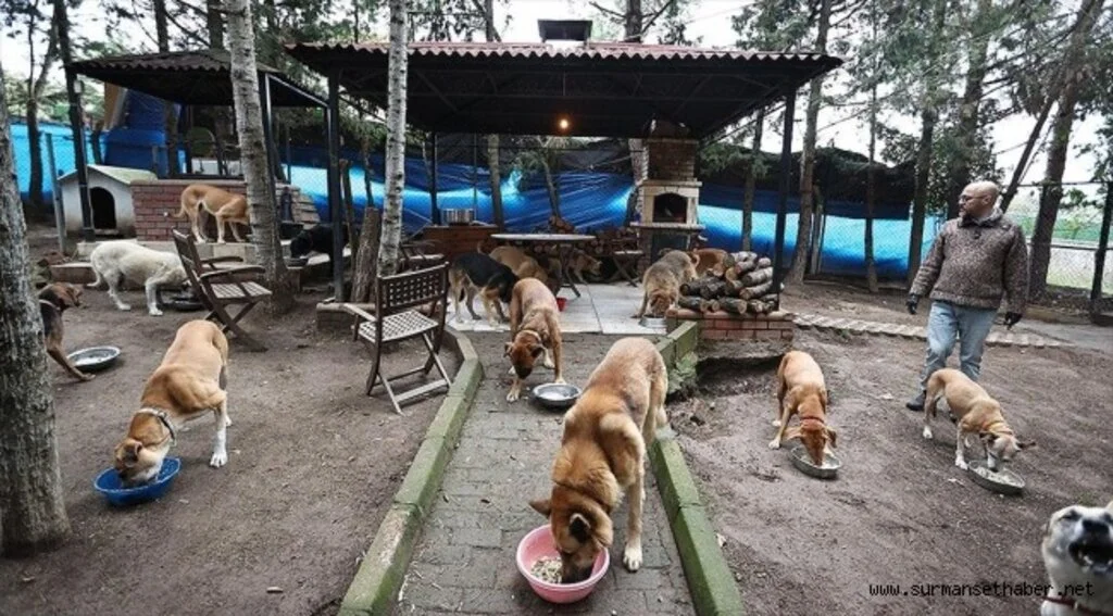 Sokaktan kurtardığı onlarca hayvan rahat yaşasın diye şehirden köye taşındı
