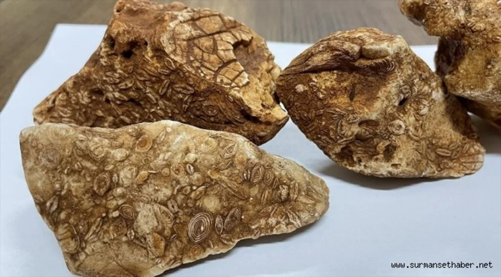 Adıyaman'da 40 milyon yıllık 4 fosil bulundu