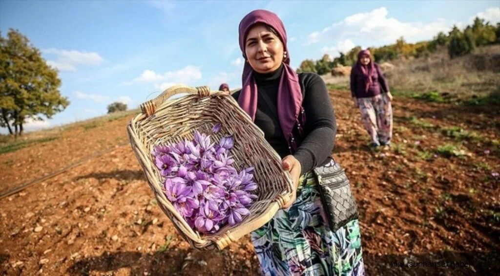 Çiftçinin yüzü güldü