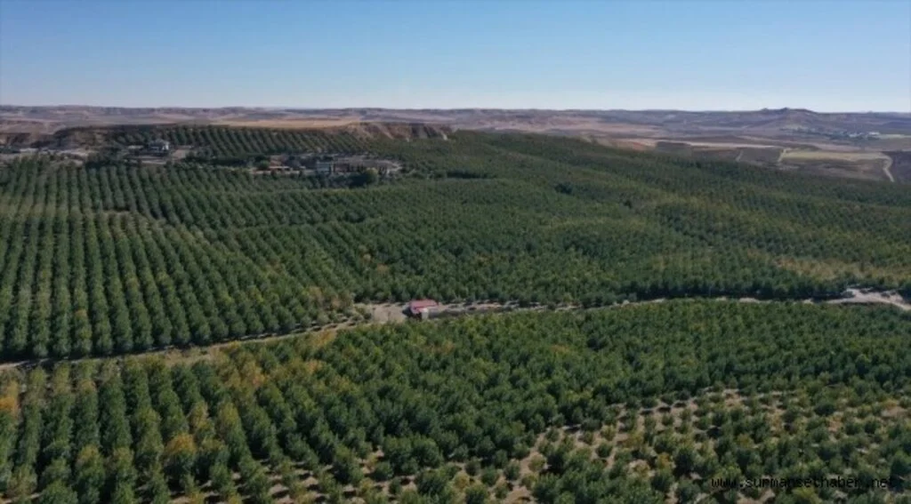 Türkiye'nin en büyük kapama ceviz bahçesinde 600 ton ceviz hasat edildi