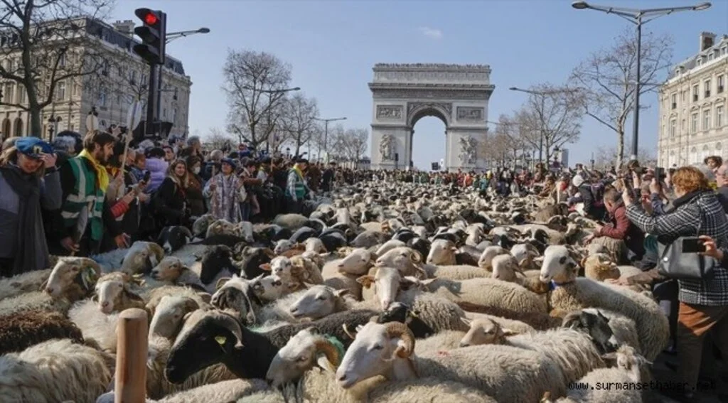 Paris caddeleri koyunlarla doldu