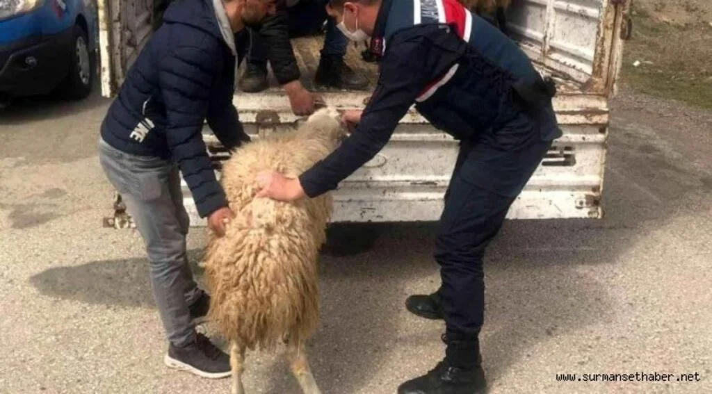 Kayıp Hayvanlar Jandarma Tarafından Bulundu