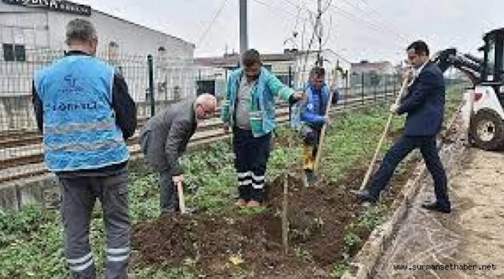 Tekkeköy’de 1500 fidan toprakla buluştu