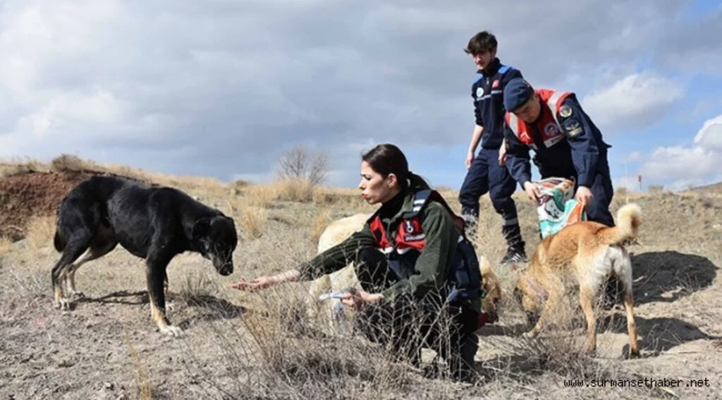 Kırıkkale'de Jandarma Ekipleri Sahipsiz Köpeklere Reflektörlü Tasma Takıyor