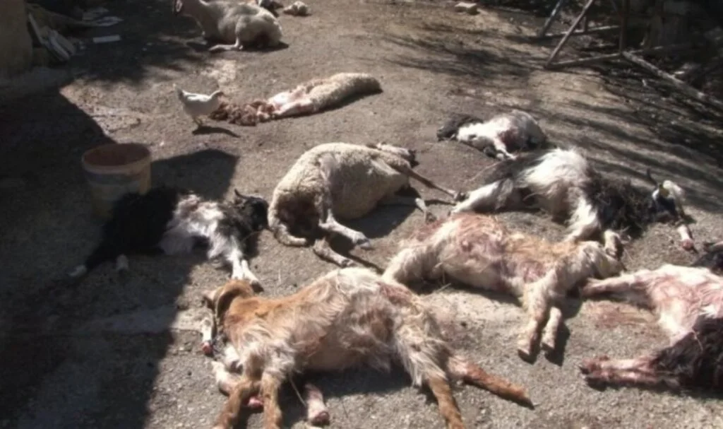 Bakan Yerlikaya’dan ‘köpek’ saldırısına soruşturma emri