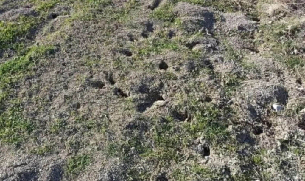 Isparta'da Fareler Tarlaları İstila Etti 