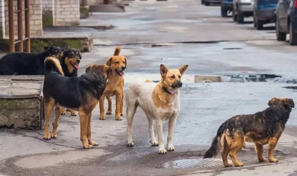 Başıboş Köpek Kanun'unda Son Nokta!