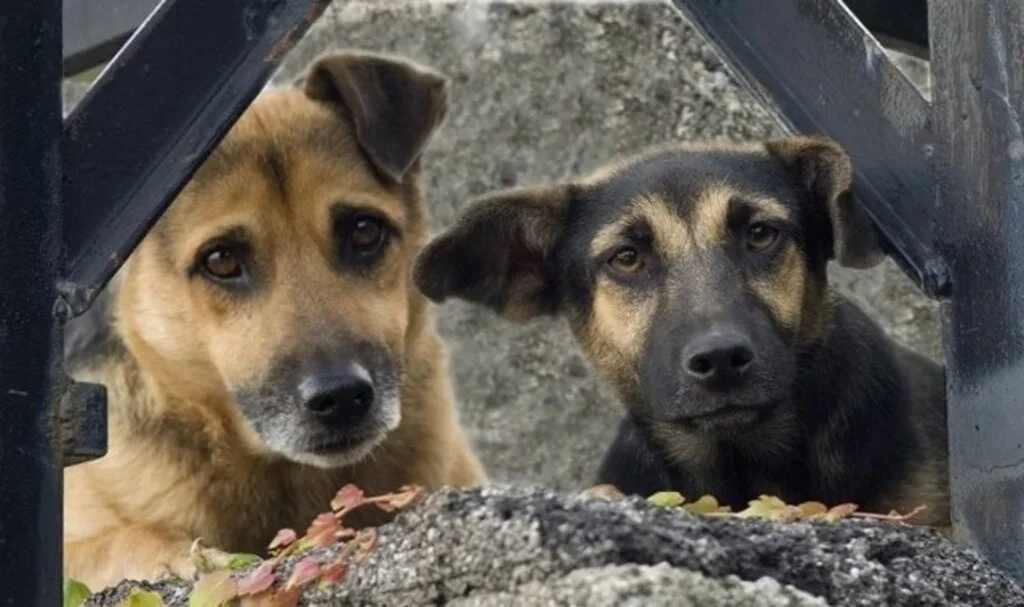 Başıboş köpeklere ilişkin kanun teklifi Meclis’ten geçti