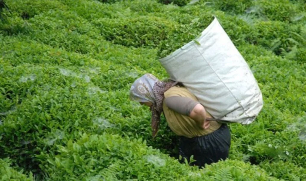 Çaykur yaş çay torbası ile çay alımı yapmayacak