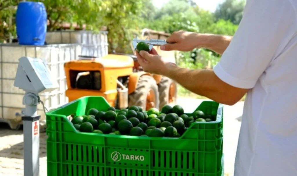 Şimdi “Yeşil Bodrum Mandalini” Zamanı